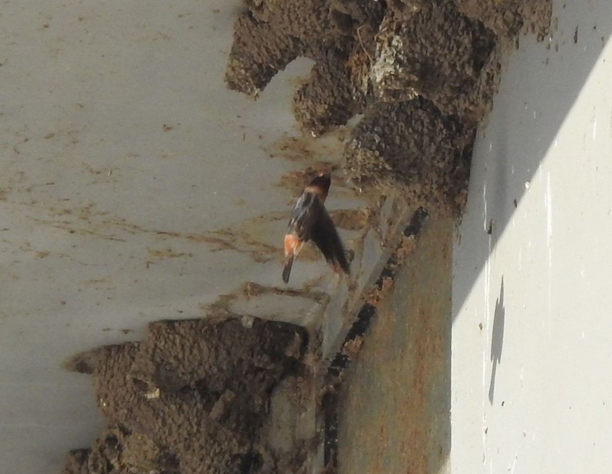 Cliff Swallow - ML162798511