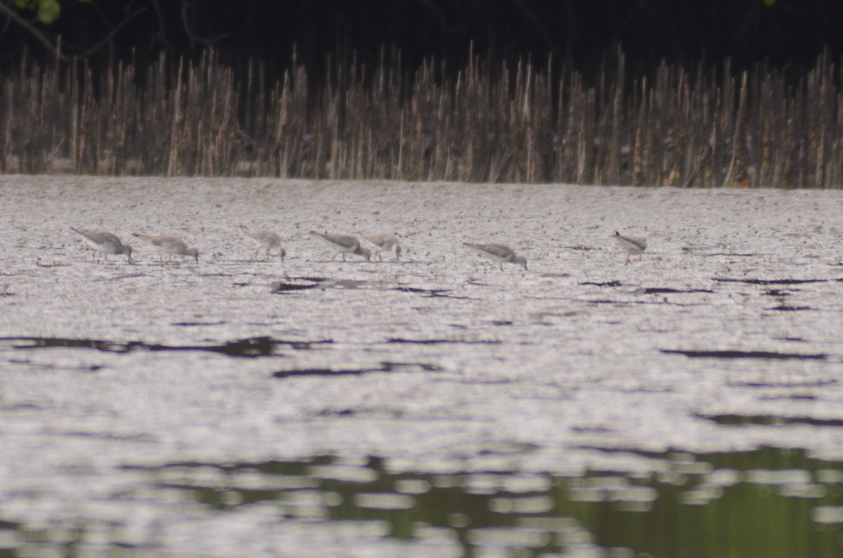 Grauschwanz-Wasserläufer - ML162799121