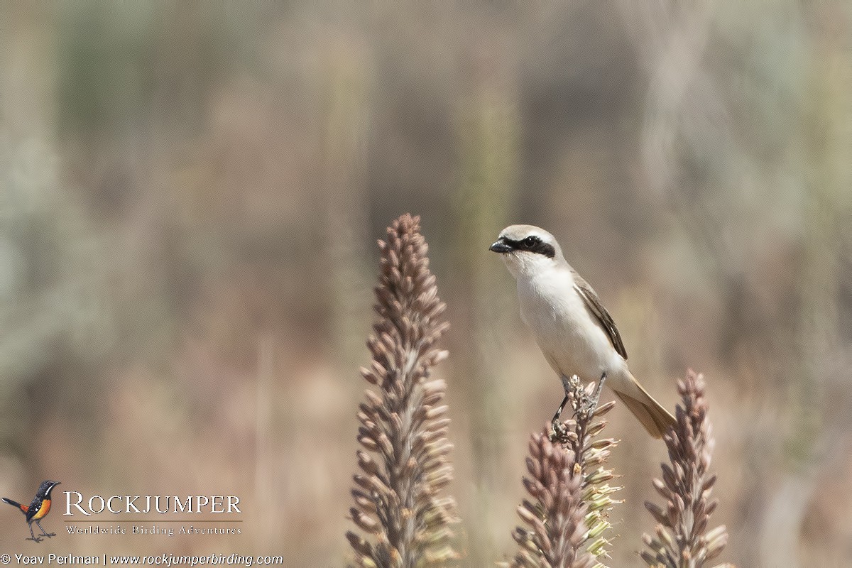 Isabelline Shrike (Daurian) - ML162799711