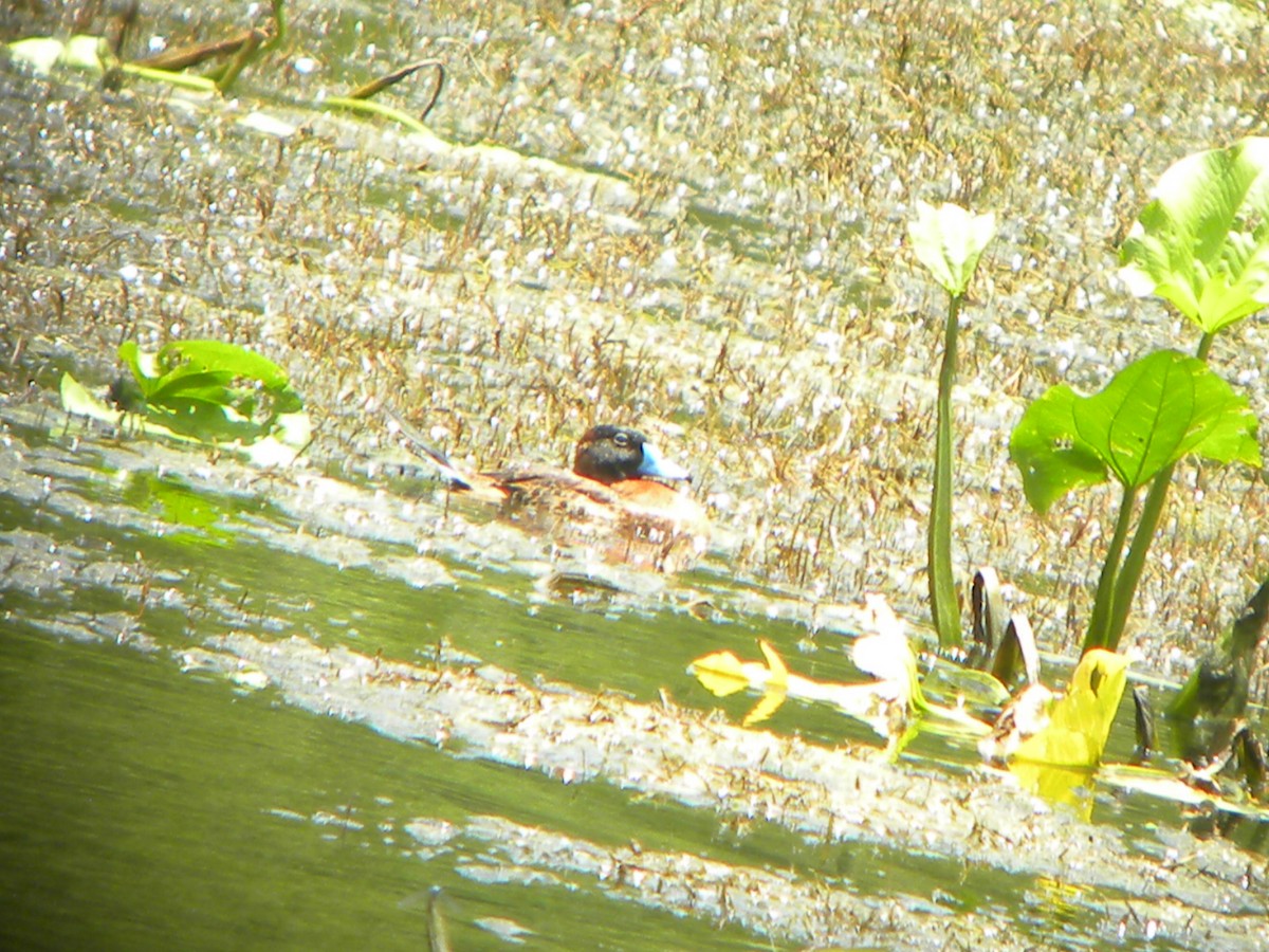 Masked Duck - ML162802891