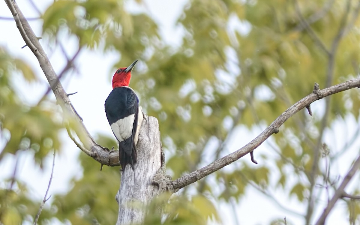 Red-headed Woodpecker - Lynda Goodridge
