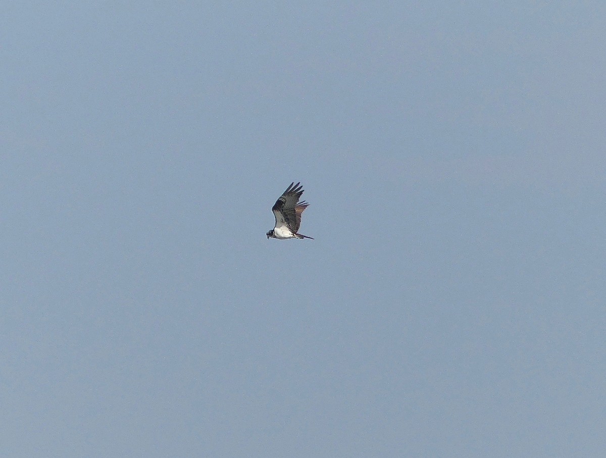 Águila Pescadora - ML162803931