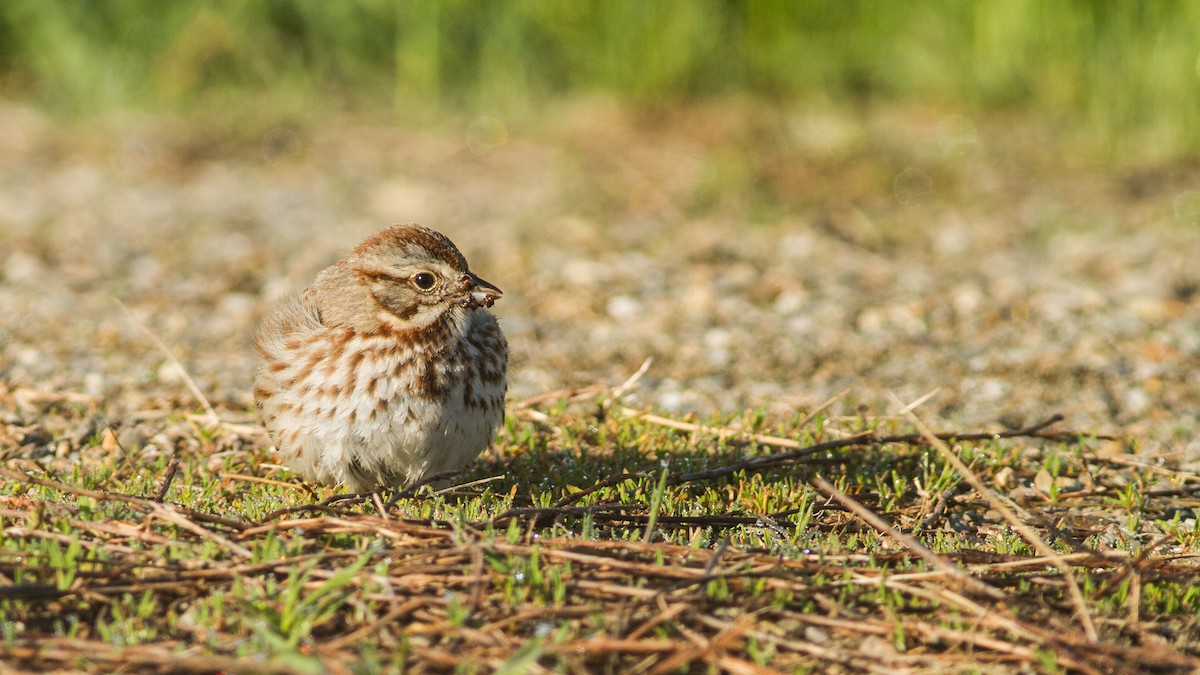 Song Sparrow - ML162805461