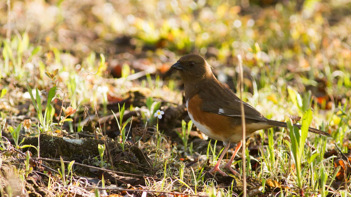 Eastern Towhee - ML162805501