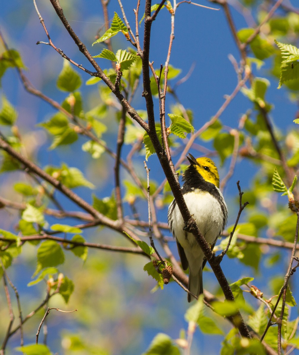 Black-throated Green Warbler - ML162805511