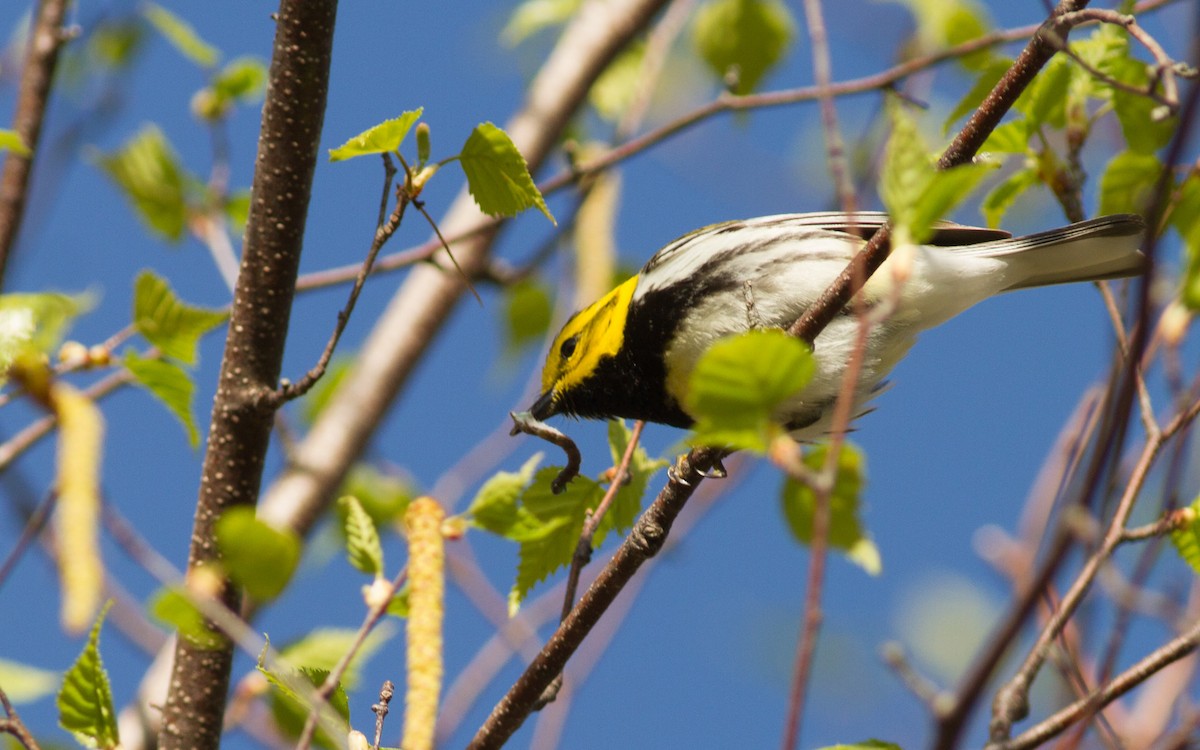 Black-throated Green Warbler - Fyn Kynd