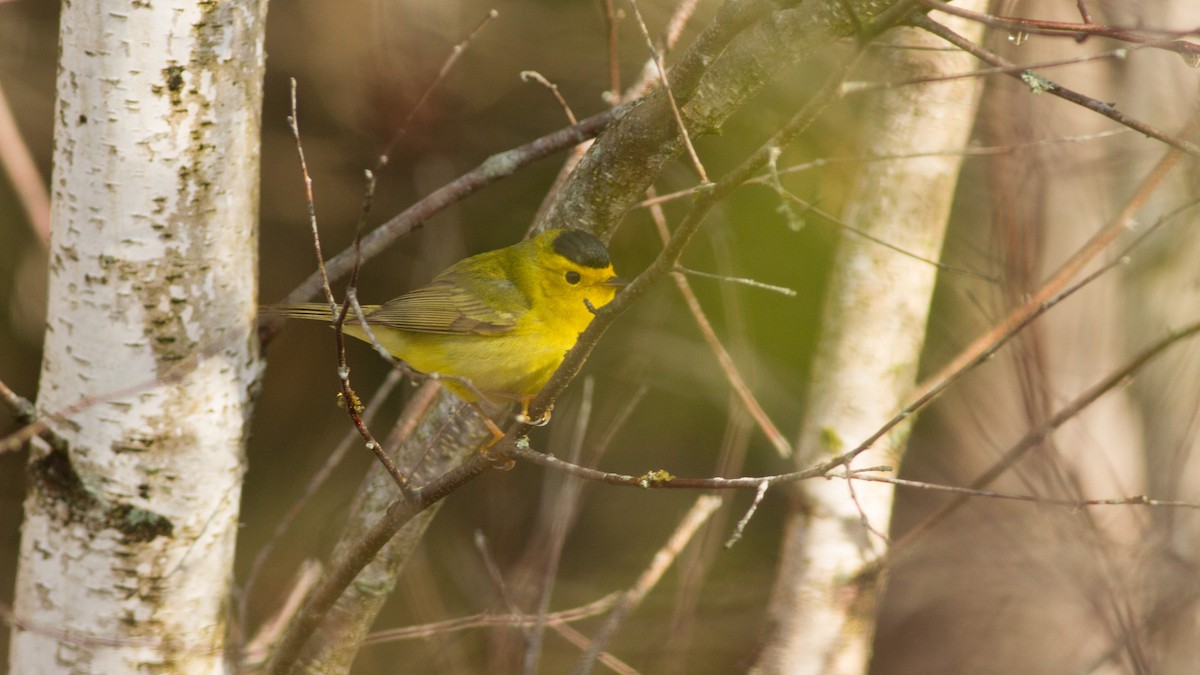 Wilson's Warbler - ML162805561