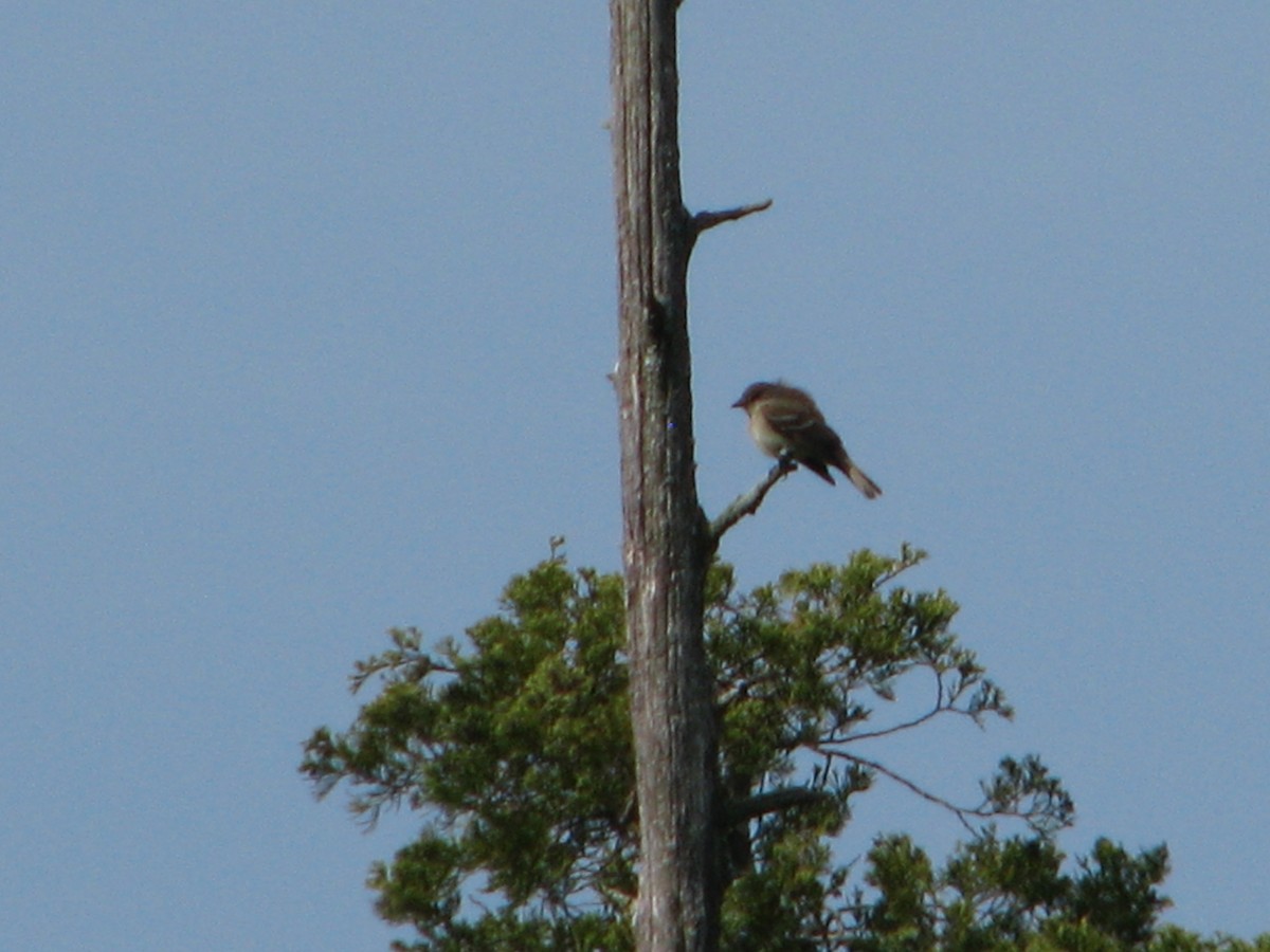 Willow Flycatcher - ML162808181