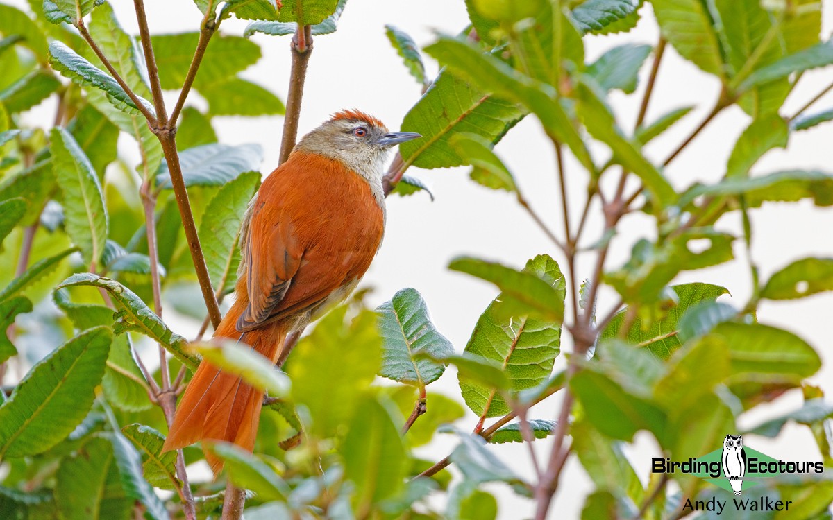 Marcapata Spinetail - Andy Walker - Birding Ecotours