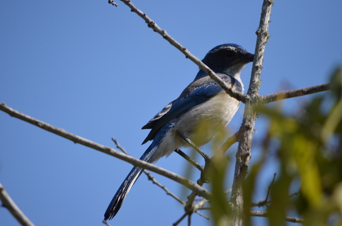 California Scrub-Jay - ML162809661