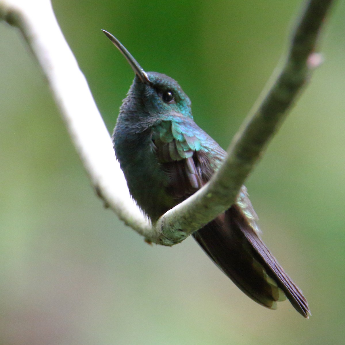 kolibřík křivozobý - ML162809891