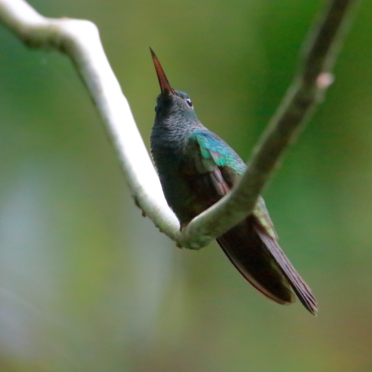 kolibřík křivozobý - ML162809911