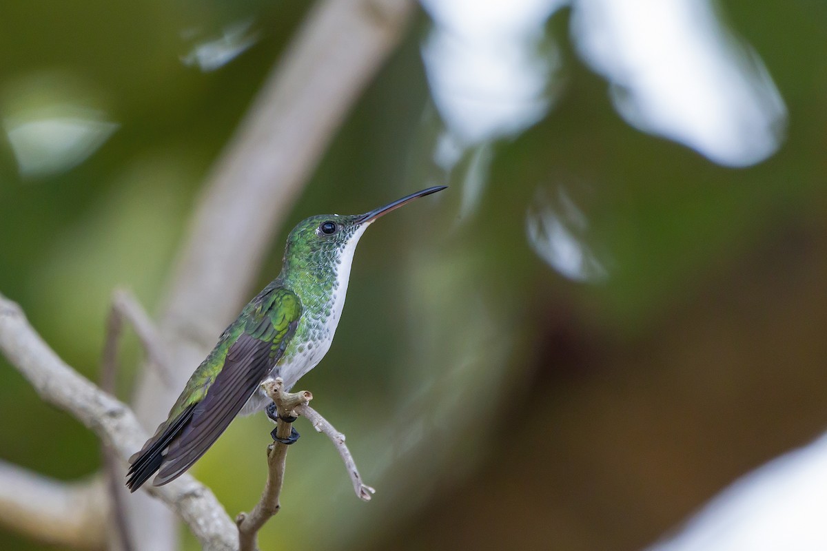 Plain-bellied Emerald - Gabriel Bonfa