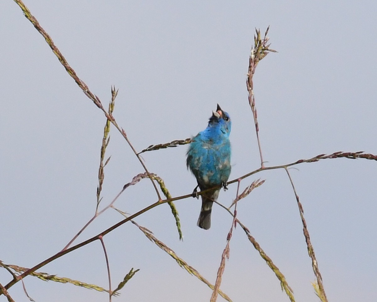 Indigo Bunting - ML162811591