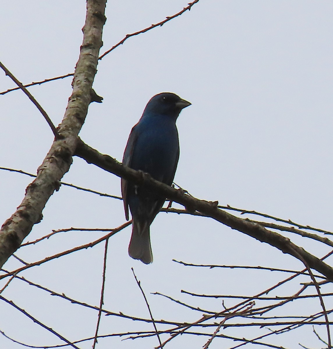 Indigo Bunting - ML162811971