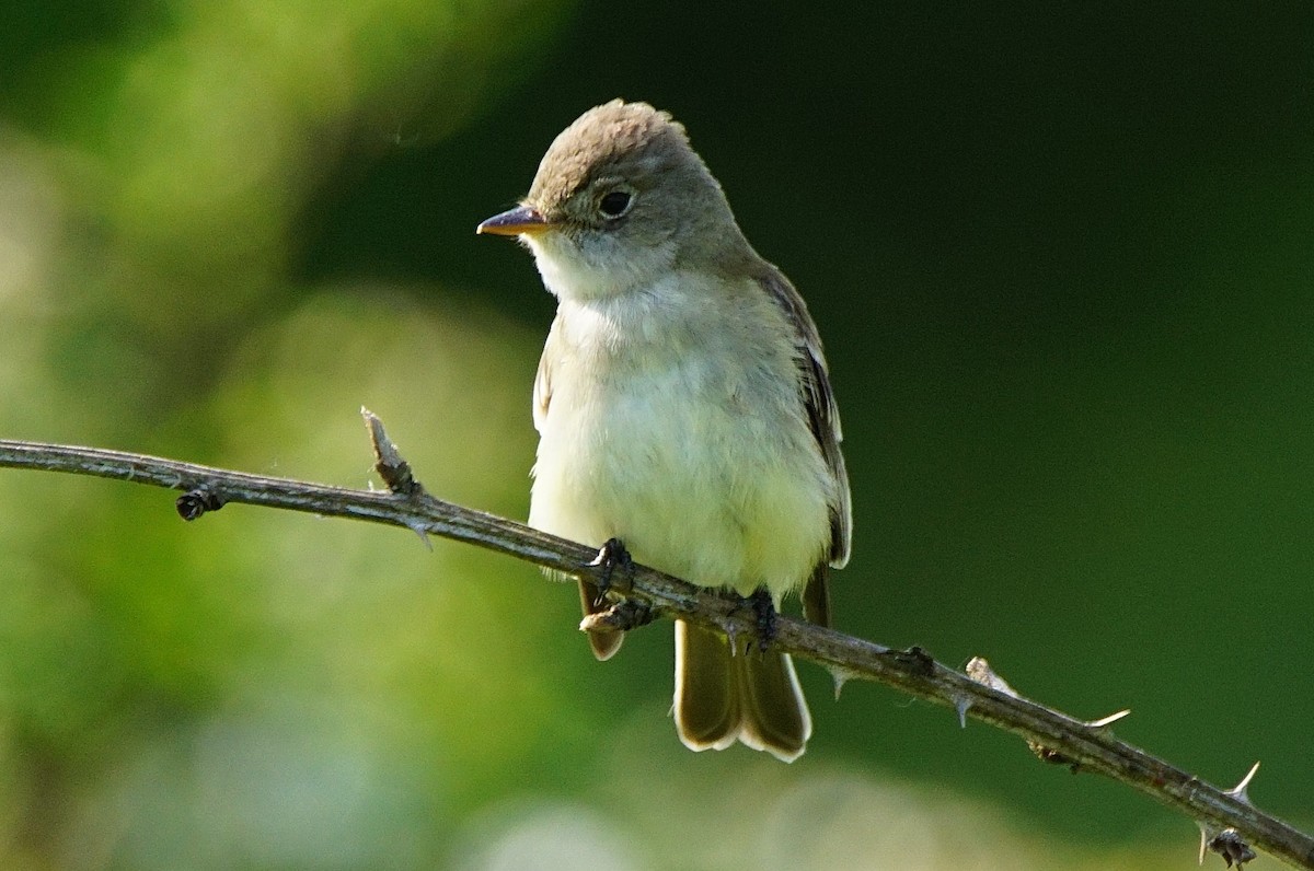 Willow Flycatcher - ML162812641