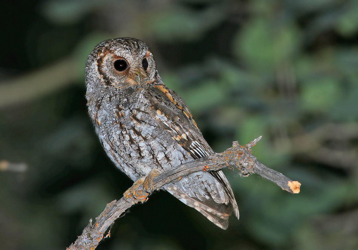 Flammulated Owl - ML162815601