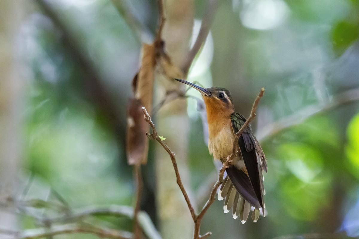 Hook-billed Hermit - Gabriel Bonfa