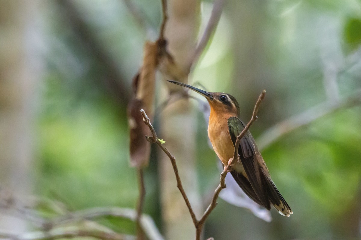 Hook-billed Hermit - ML162816321