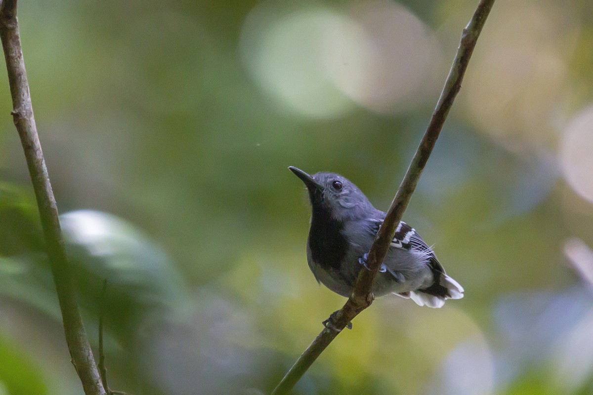 Band-tailed Antwren - Gabriel Bonfa