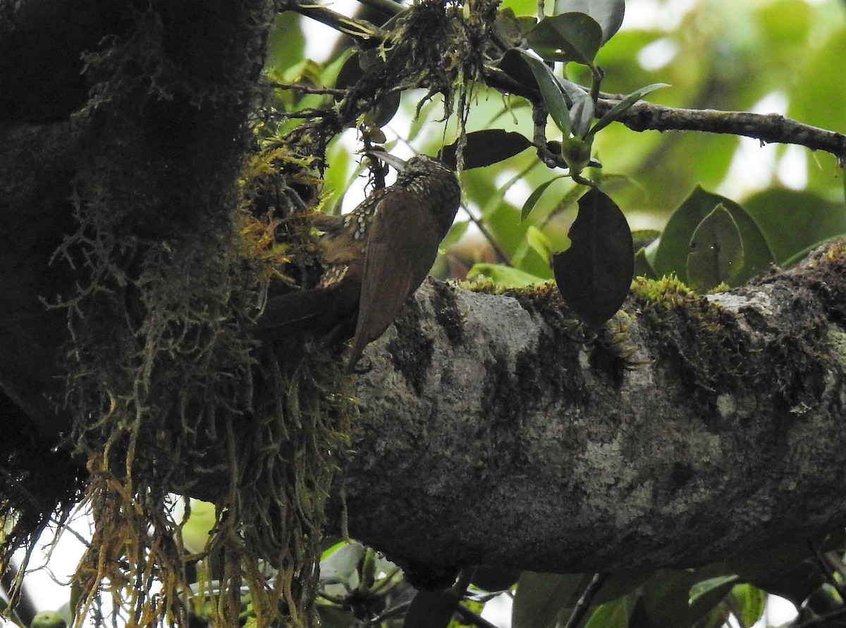 Olive-backed Woodcreeper - ML162816461