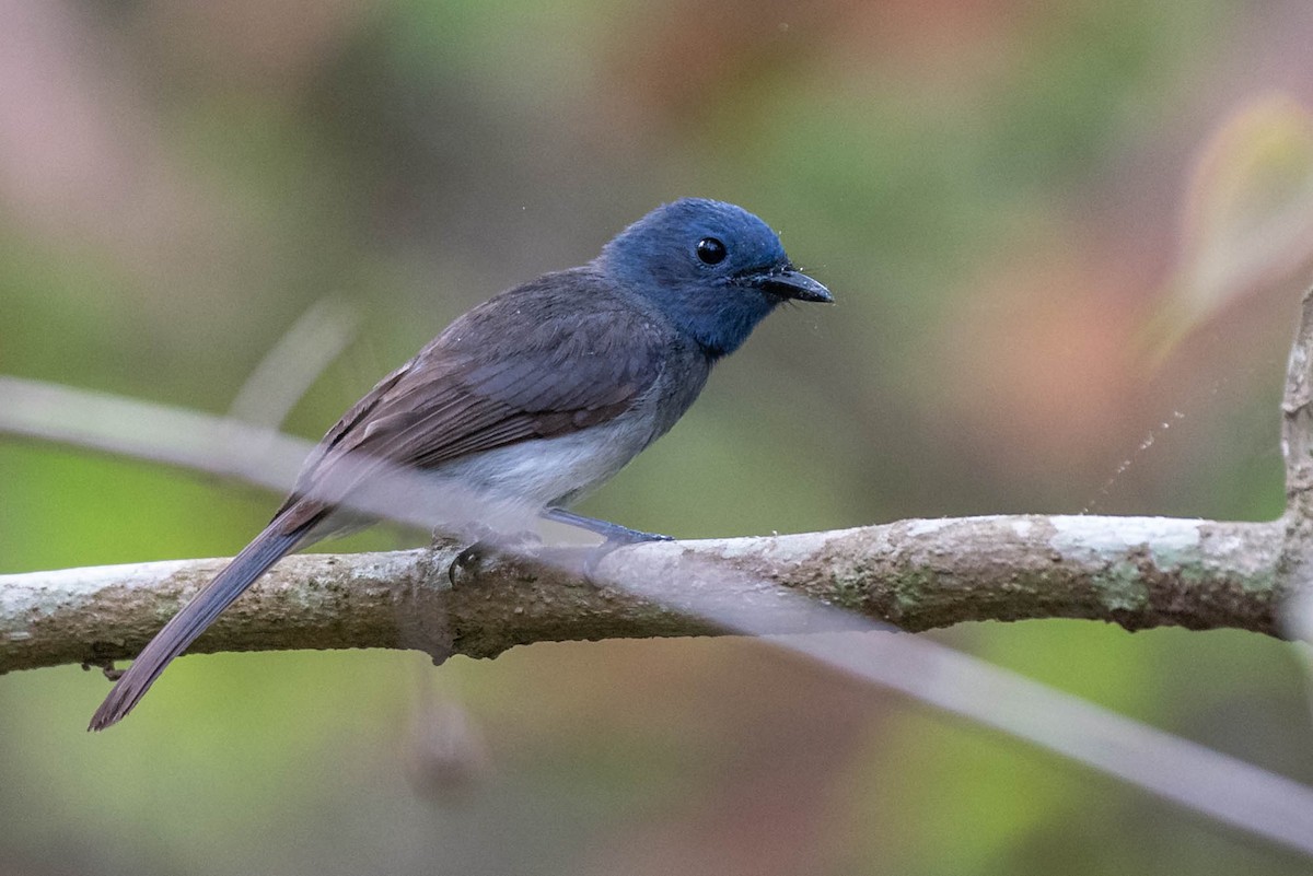 Black-naped Monarch - ML162817131