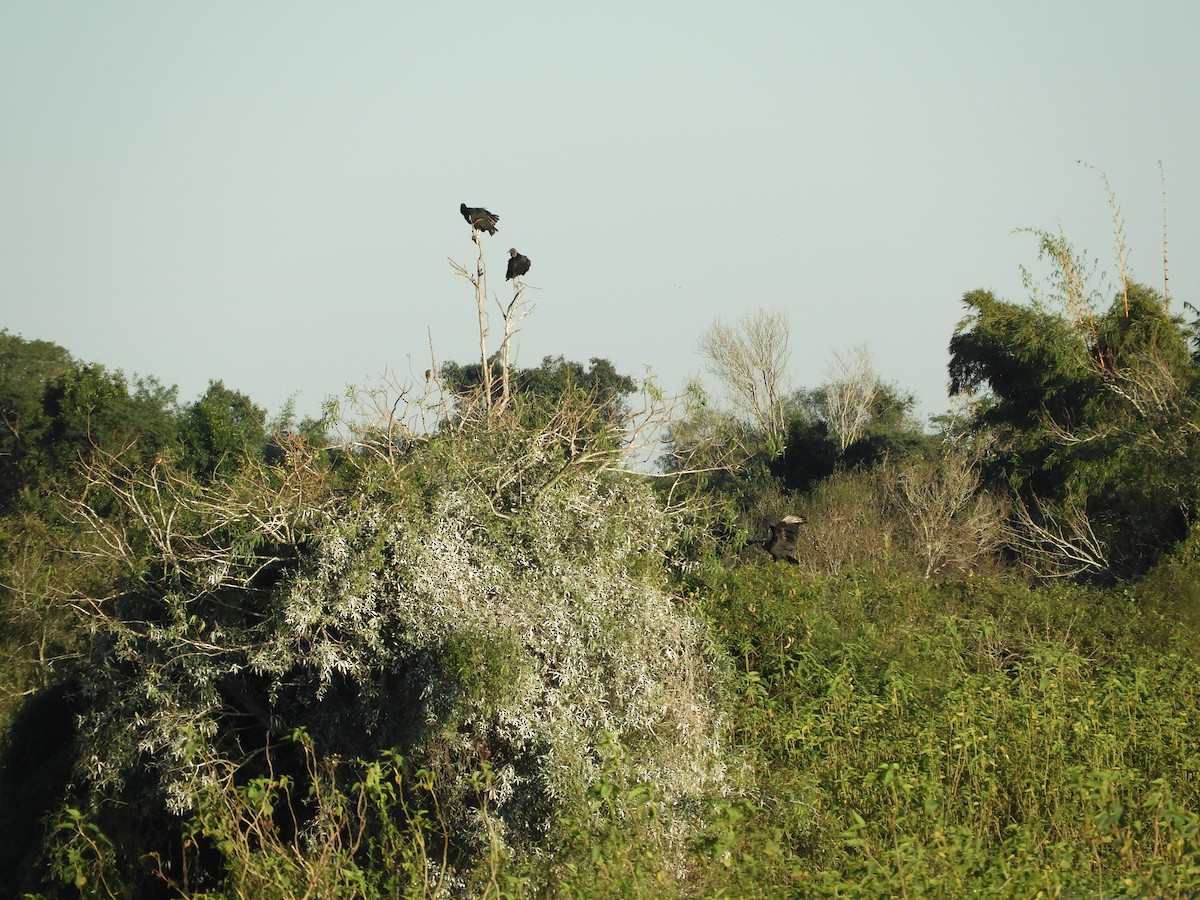 Black Vulture - ML162817641