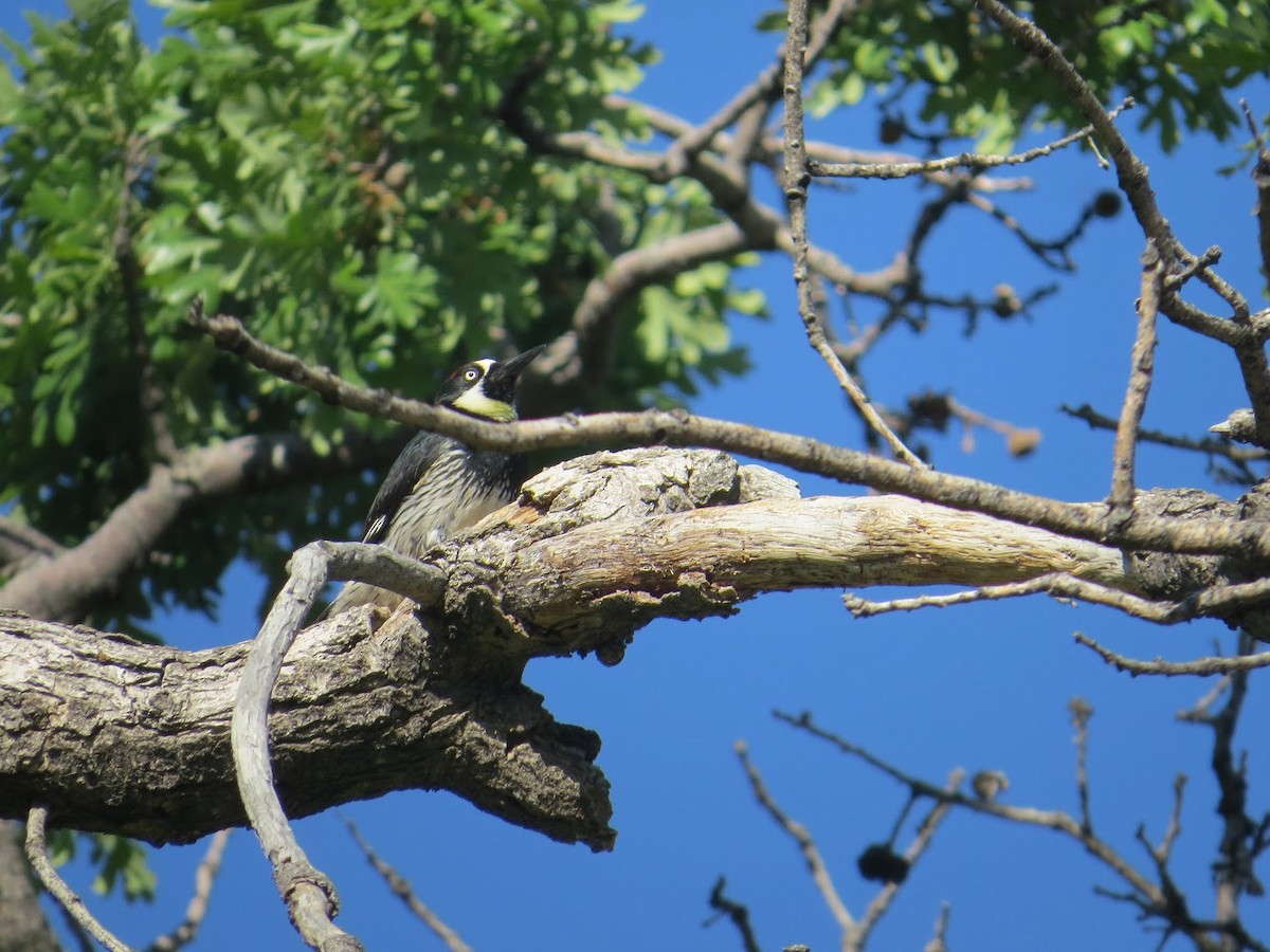 Acorn Woodpecker - ML162820671