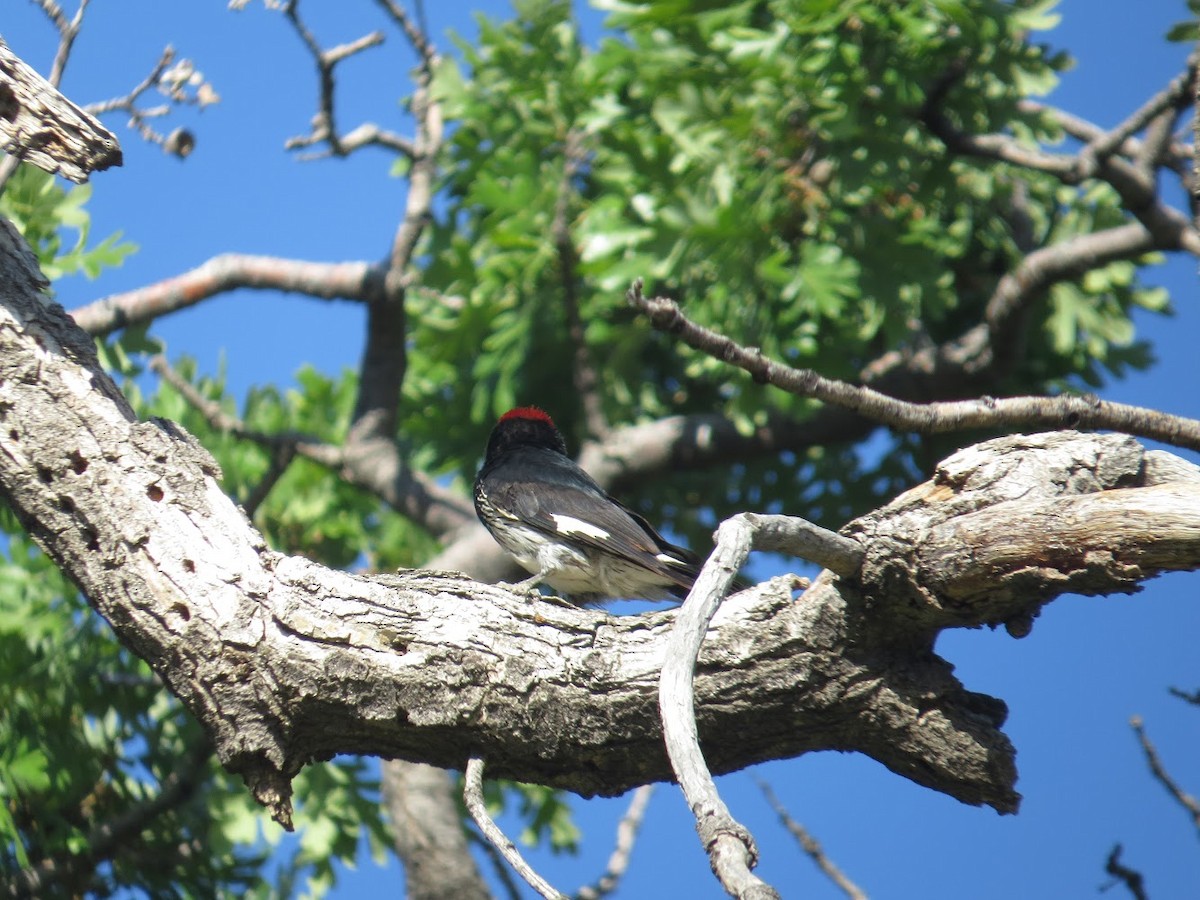 Acorn Woodpecker - ML162820681