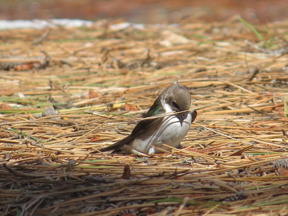 Hirondelle à face blanche - ML162821381