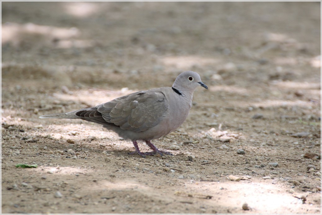 Eurasian Collared-Dove - ML162822281