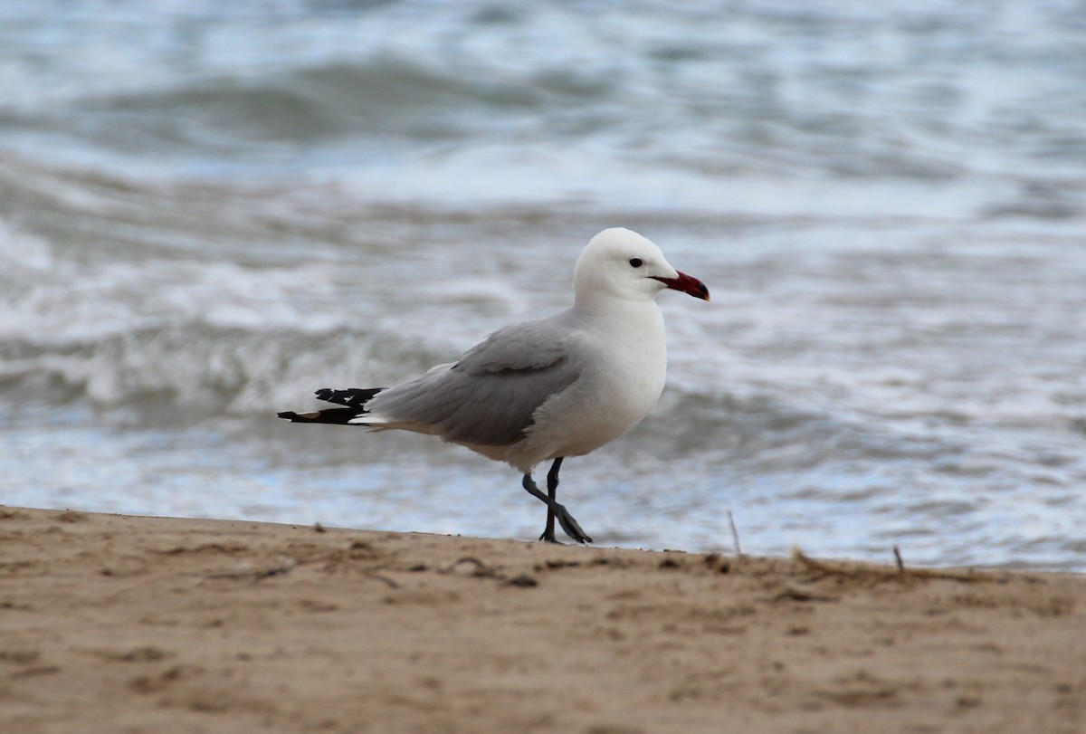 Audouin's Gull - ML162822321