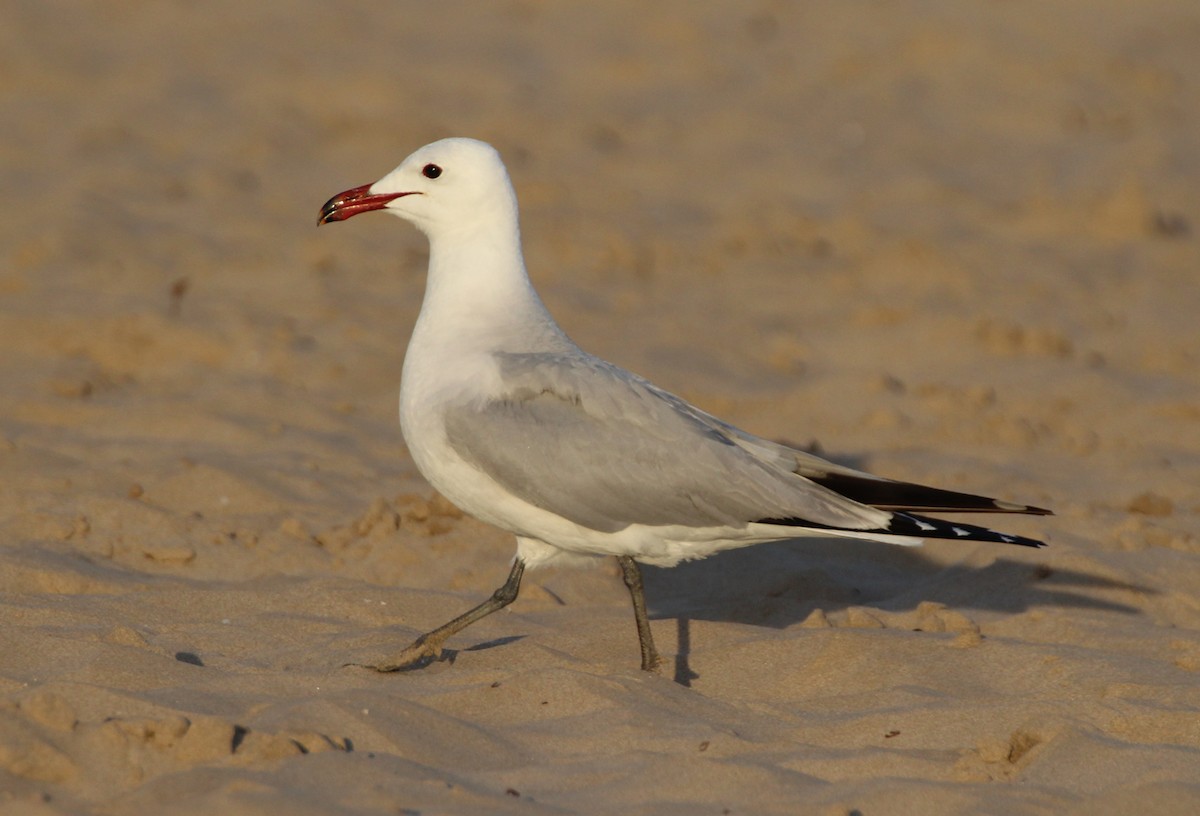 Audouin's Gull - ML162822331