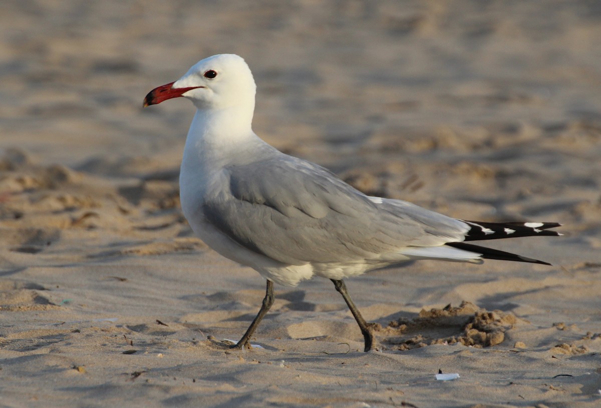 Audouin's Gull - ML162822351