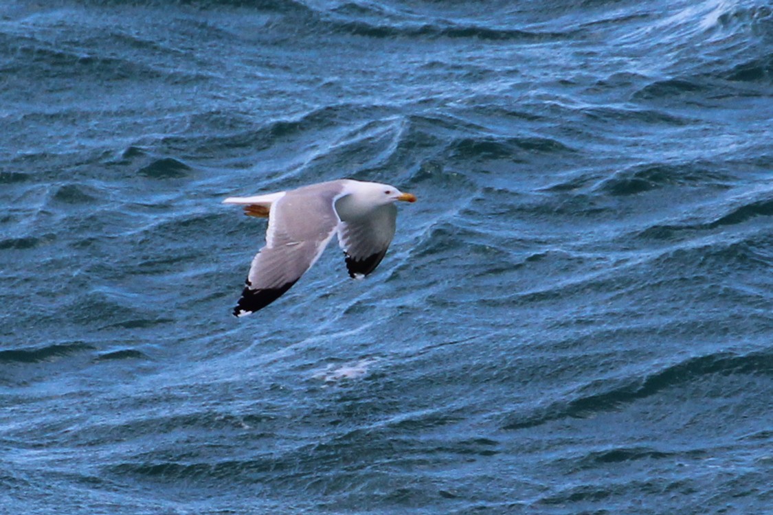 Yellow-legged Gull - ML162822421