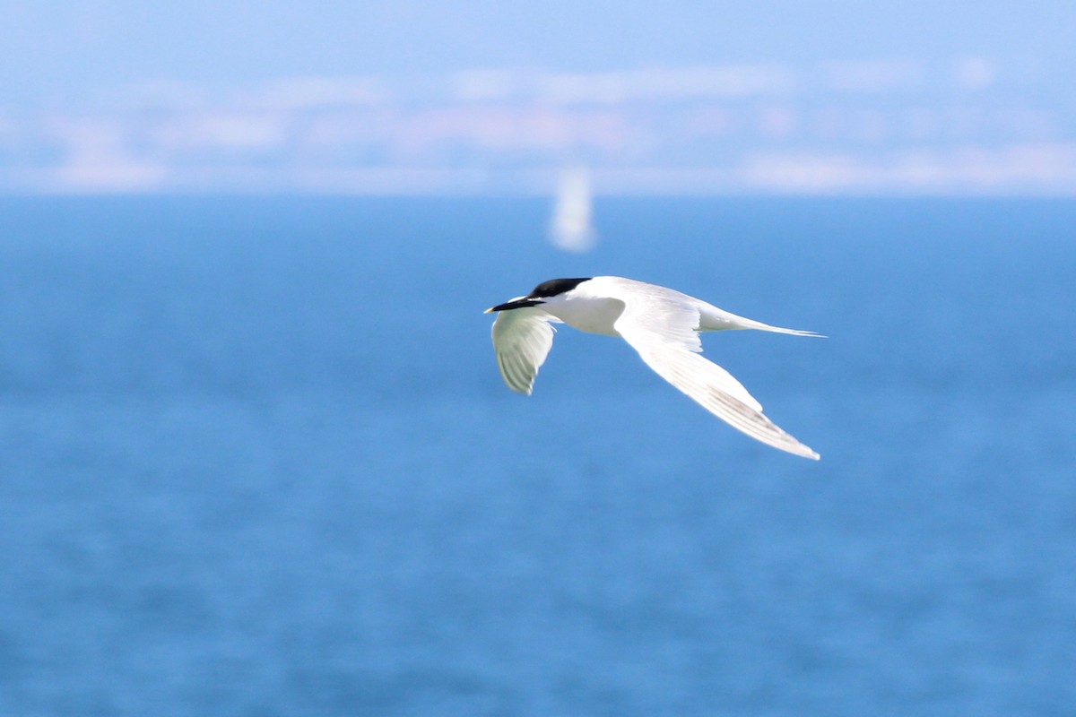 Sandwich Tern - ML162822541