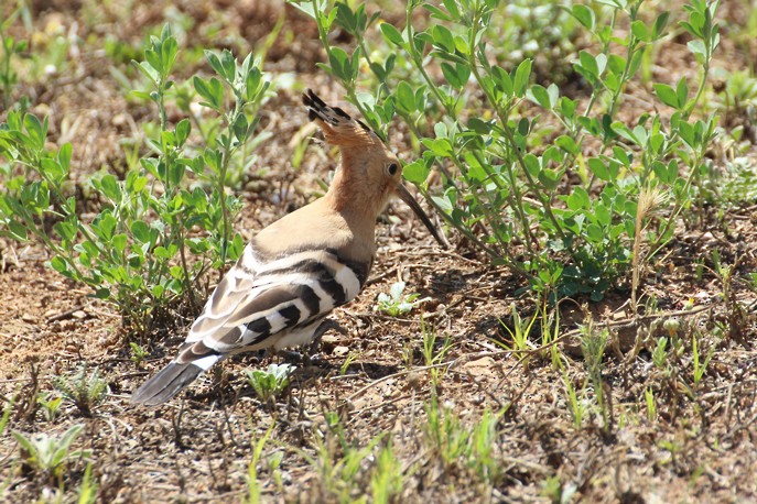 Eurasian Hoopoe - ML162822711