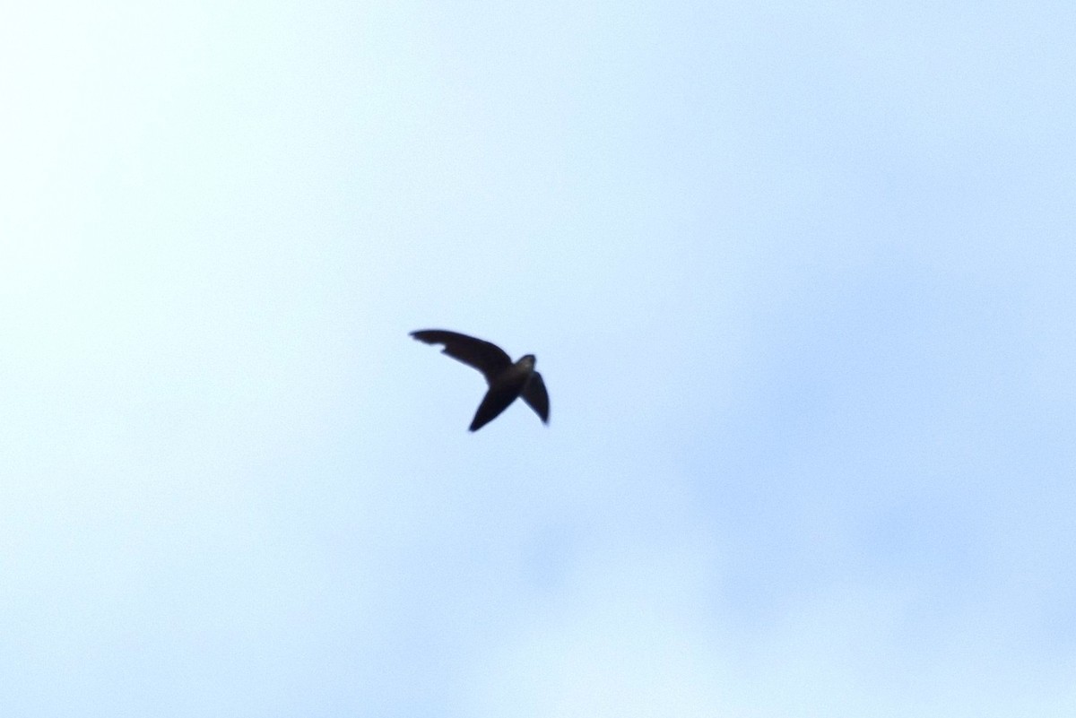 Chimney Swift - irina shulgina