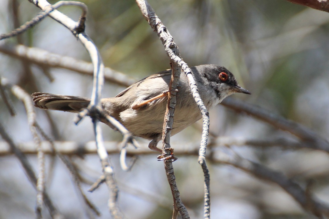 Sardinian Warbler - ML162822861