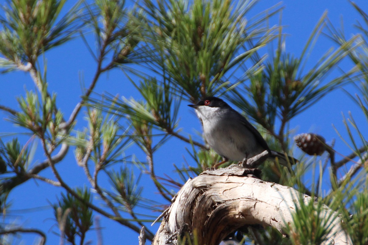 Sardinian Warbler - ML162822871