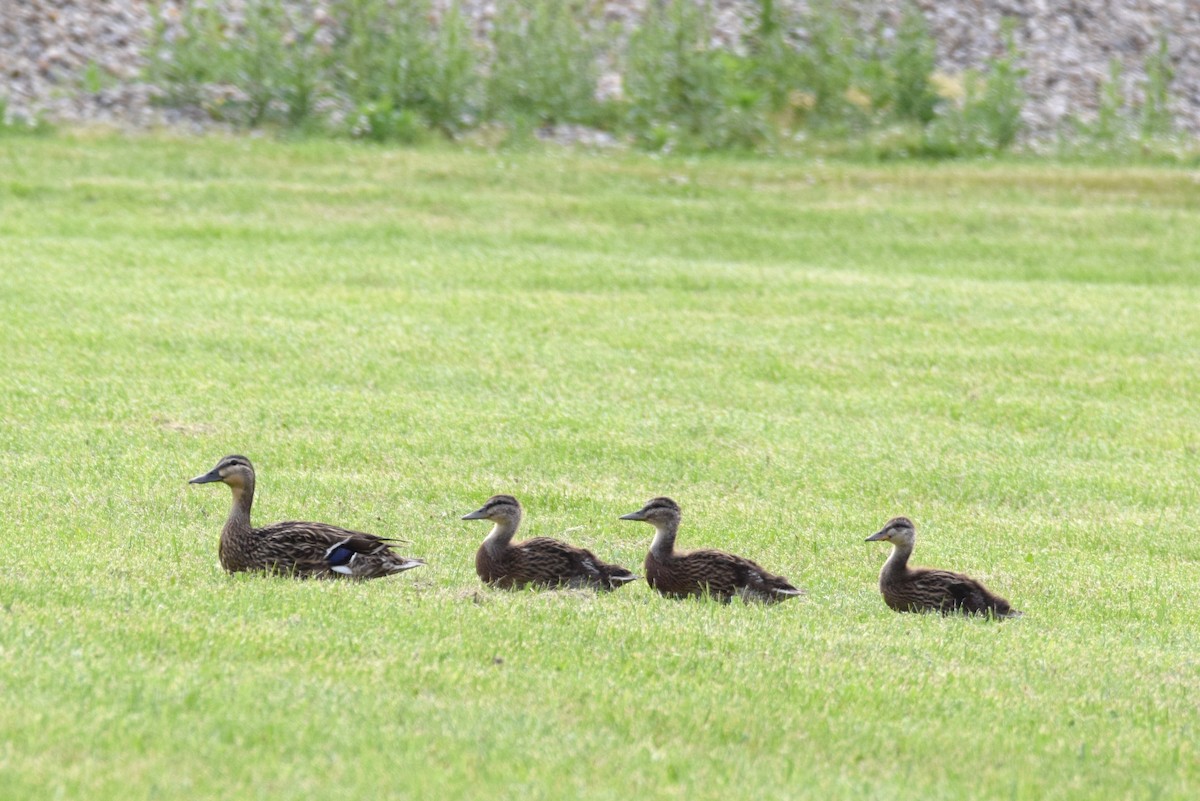 Canard colvert - ML162823351