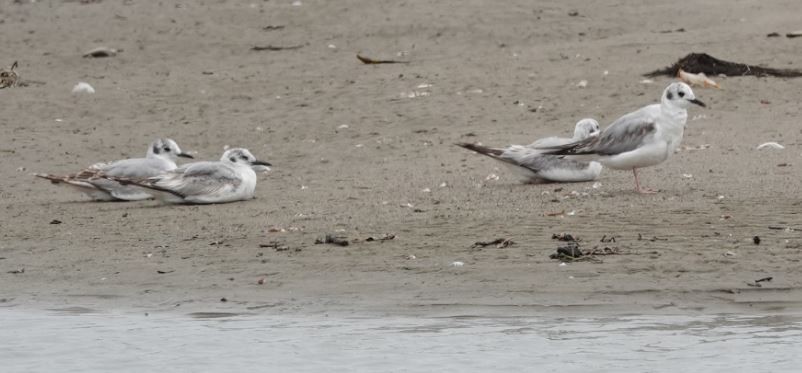 Bonaparte's Gull - ML162825541