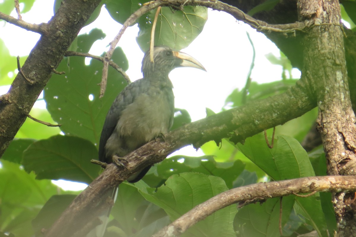 Malabar Gray Hornbill - ML162825571