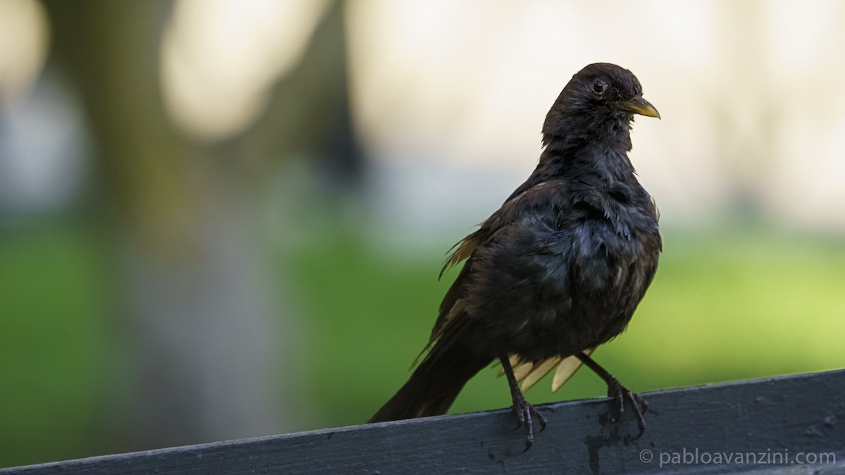 Eurasian Blackbird - ML162826231