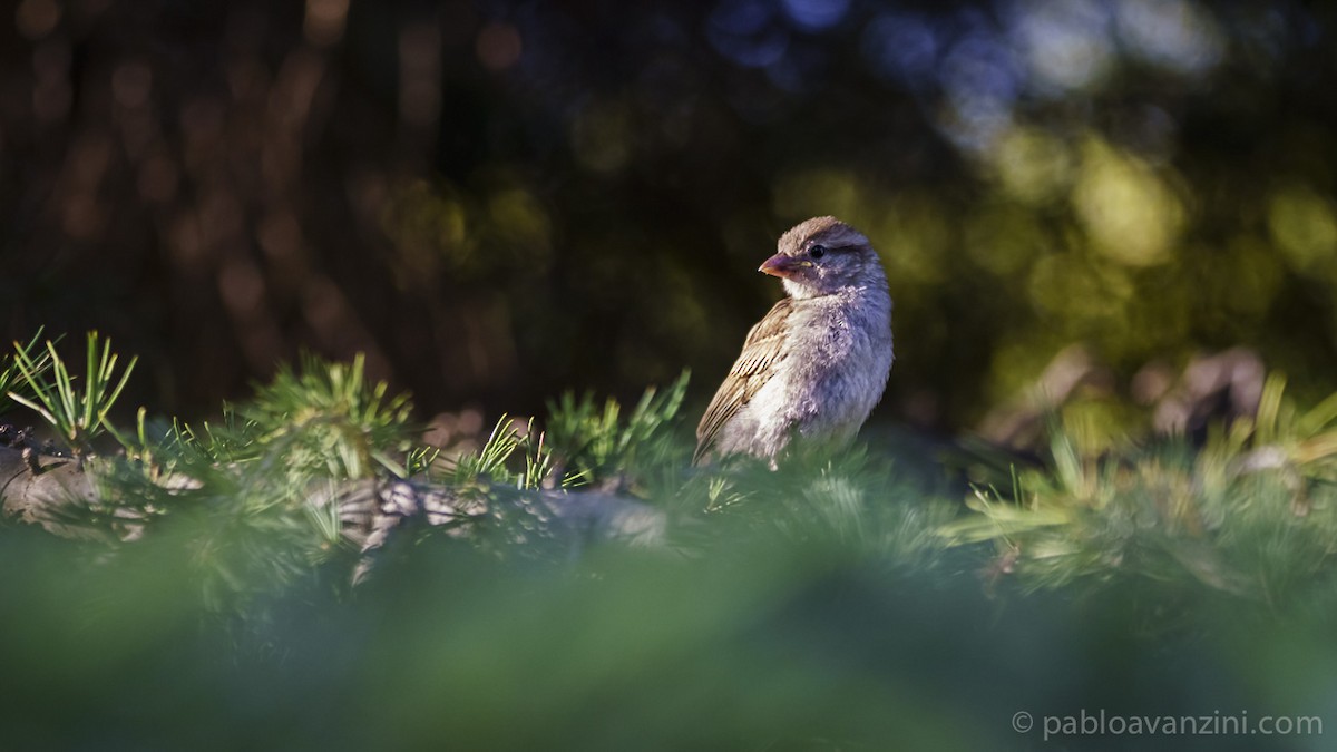 Spanish Sparrow - ML162826411