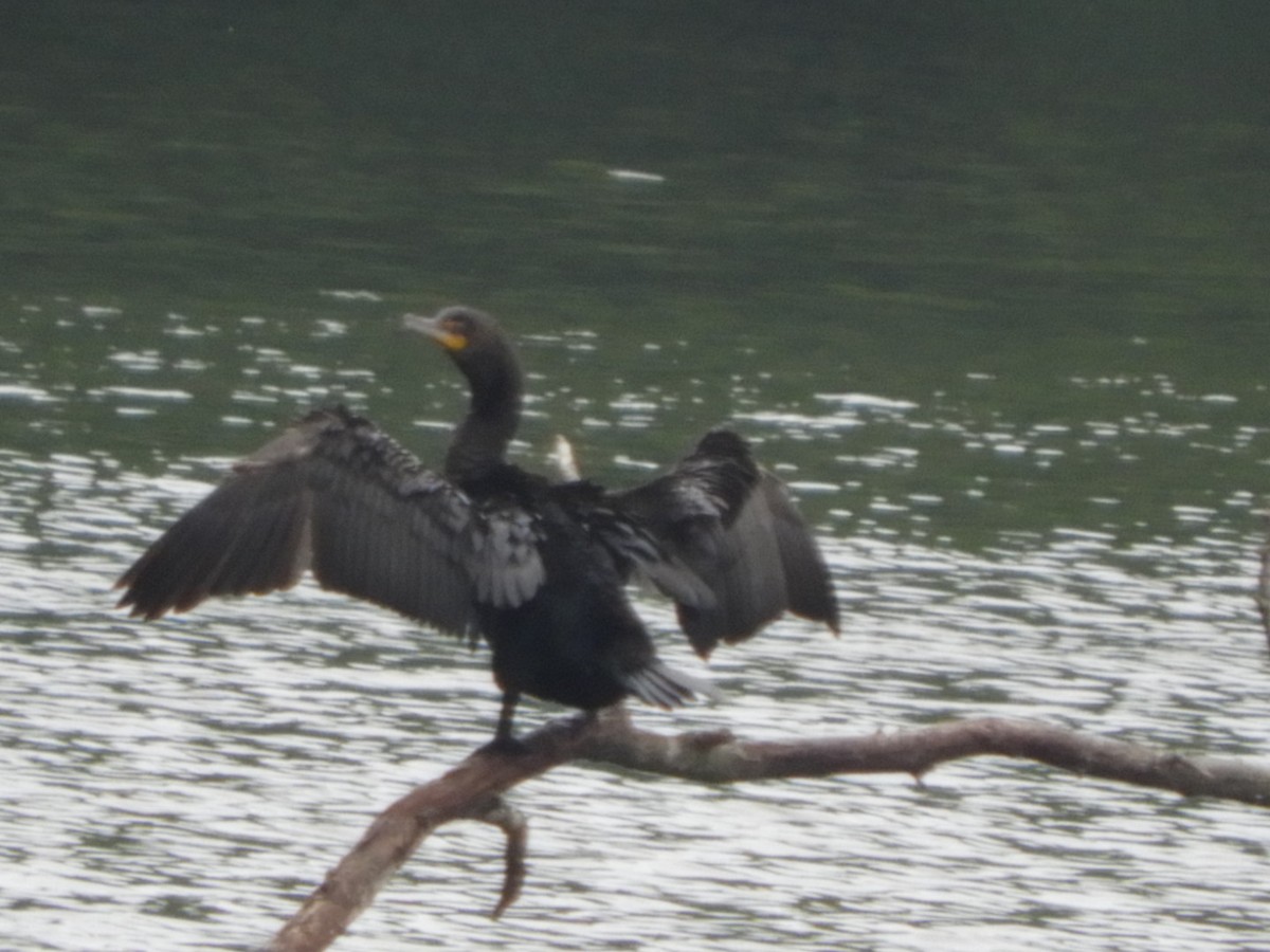 Double-crested Cormorant - ML162827861