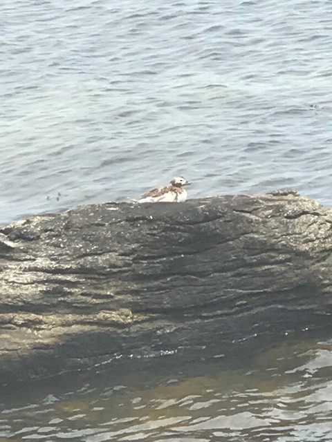 Long-tailed Duck - ML162828331