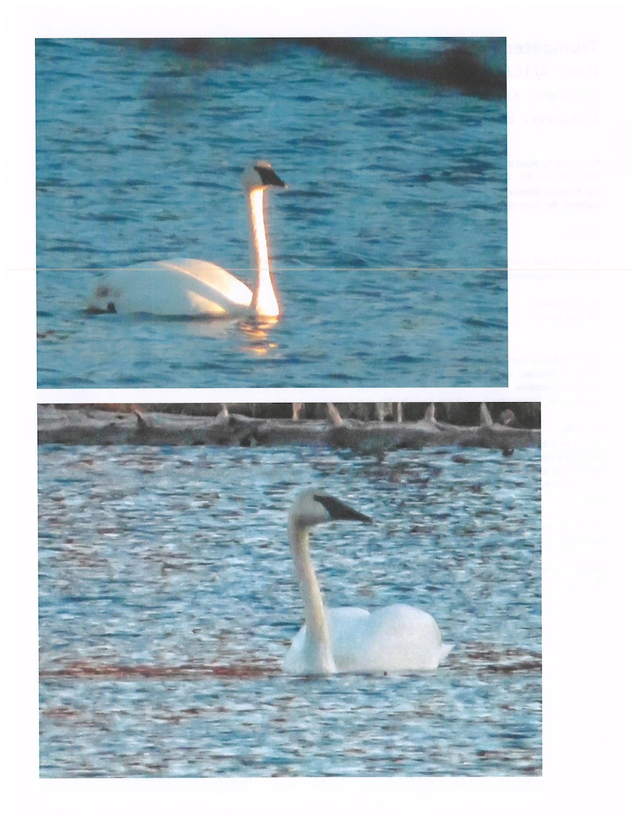 Trumpeter Swan - NH Bird Records Data