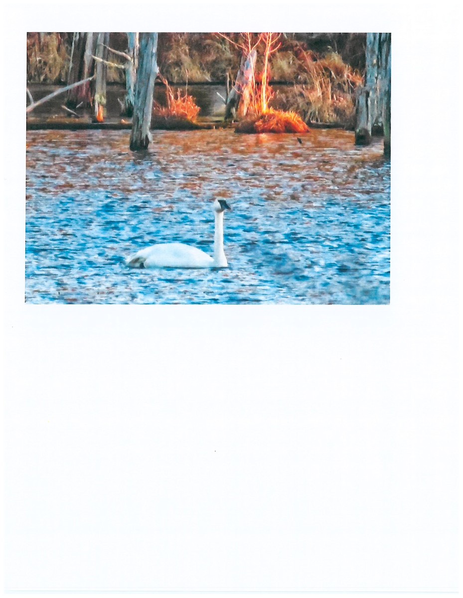 Trumpeter Swan - ML162829821