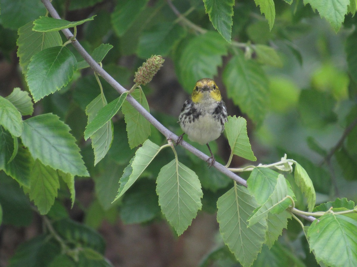 Black-throated Green Warbler - ML162832491